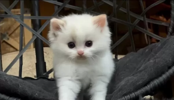 Şampiyon Anne Ve Babanın Safkan Ragdoll Bebekleri