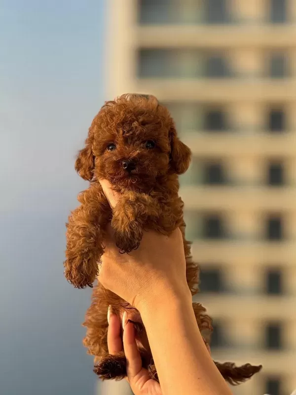 Teacup Boy Aşili Wc Eğitimli Premium Poodle
