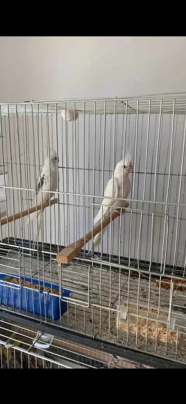 Heawy Zincir Desen Kanat Sultan Papağanı