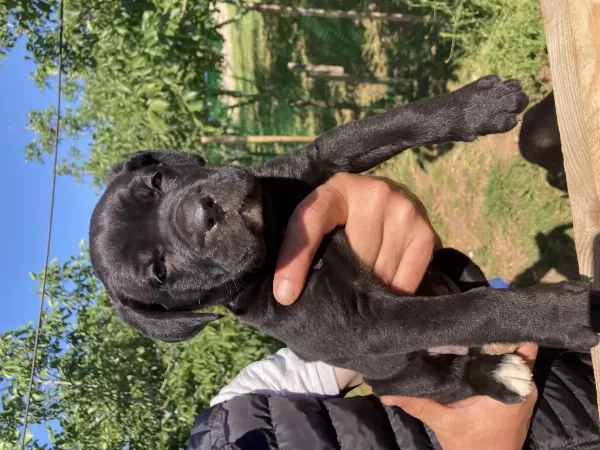 Dev Panter Siyah Cane Corso Canavarlar