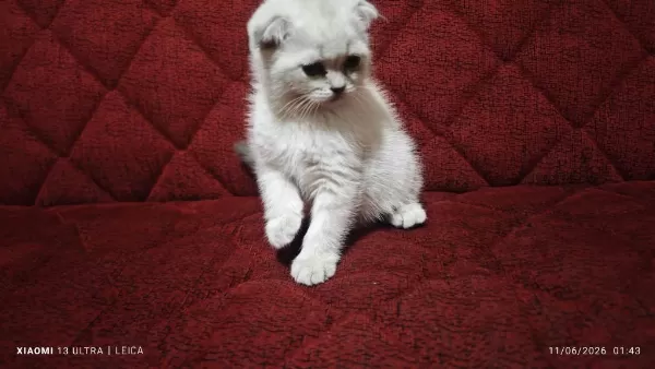 Mama Karşılığı Yavru Scottish Fold