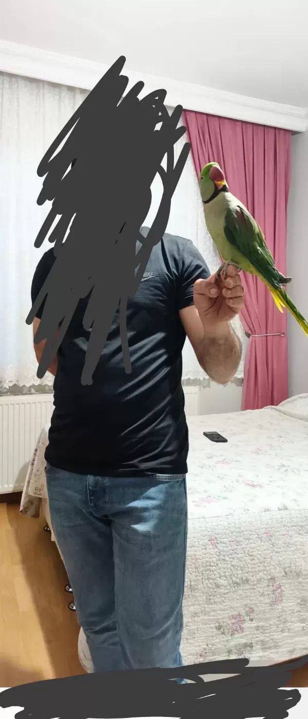 50 Günlük Jumbo Boy Erkek Alexander Elden Teslim