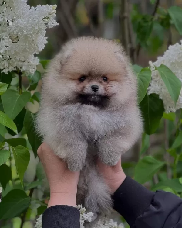 Pomeranian Boo Yavrulari