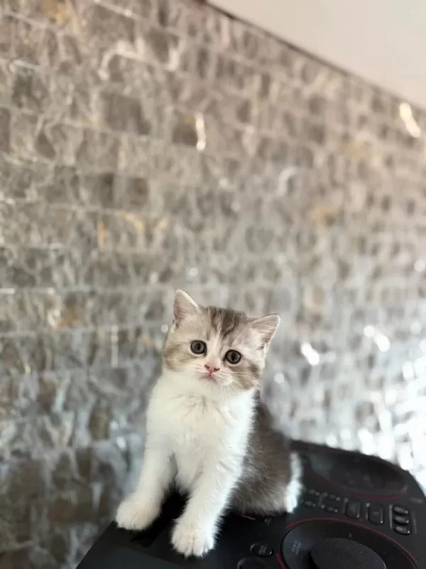 İrk Garantşli British Shorthair Yavrularim