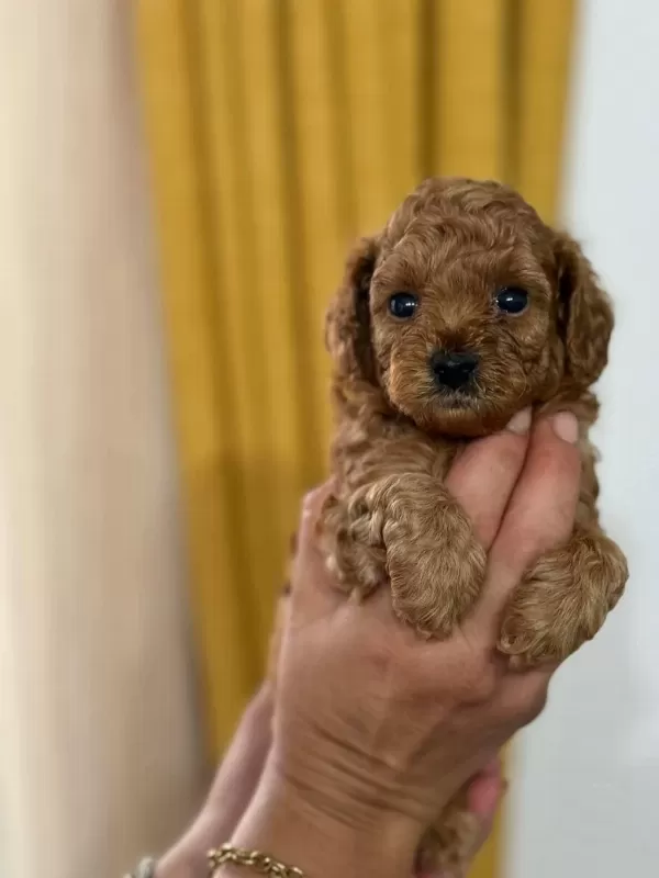 Toy Poodle İrk Garantili Yavrular