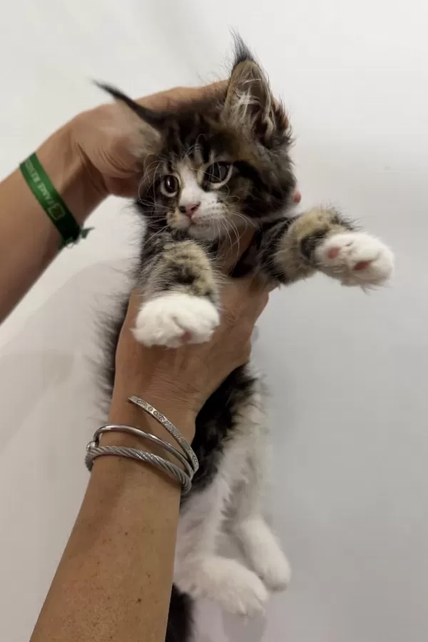Küçük Bir Dev Dişi Maine Coon