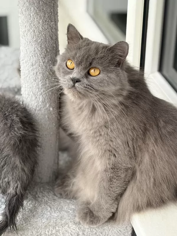 Ücretsiz British Longhair Kedisi