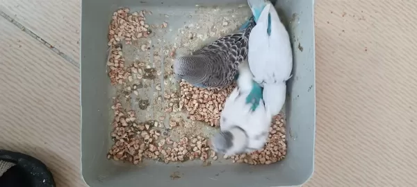 Yavrulu Takımlar Ve Yeni Yeme Düşmüş Kuşlar
