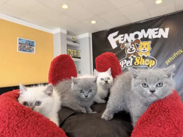 En Güzel British Shorthair Yavrulari Renk Renk Ankara