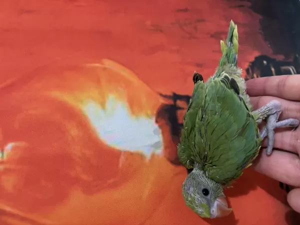 Bebek Pakistan Papağanı El Besleme