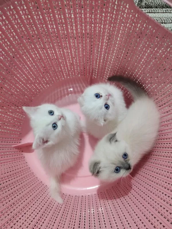 Scottish Fold Yavrularımız Teslime Hazır