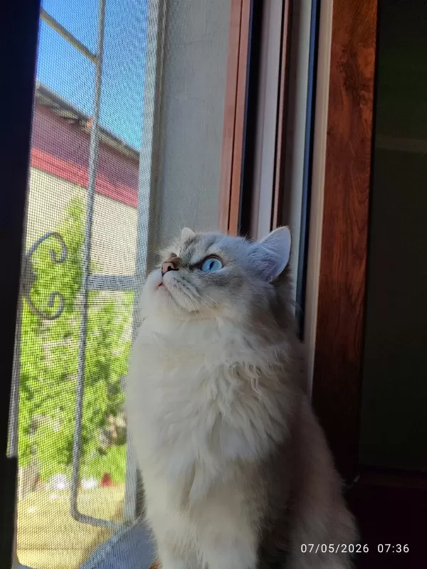 Sağlıklı İran Kedisi