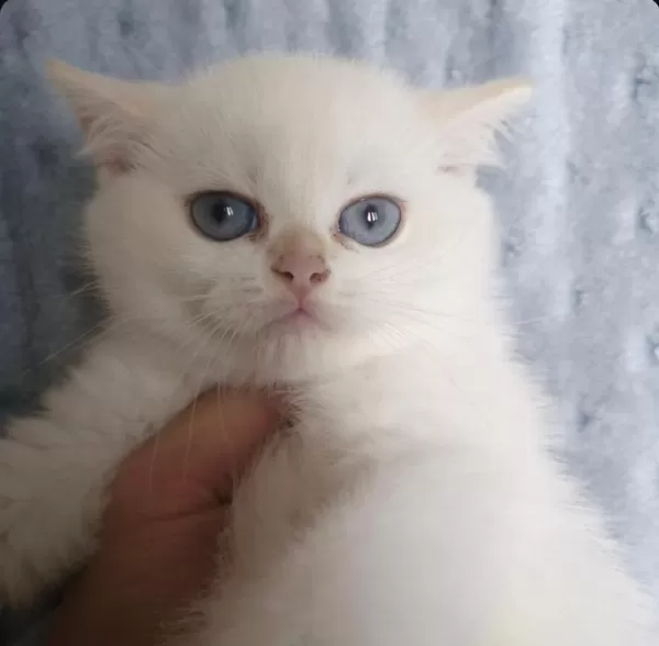 Dişi Golden British Shorthair