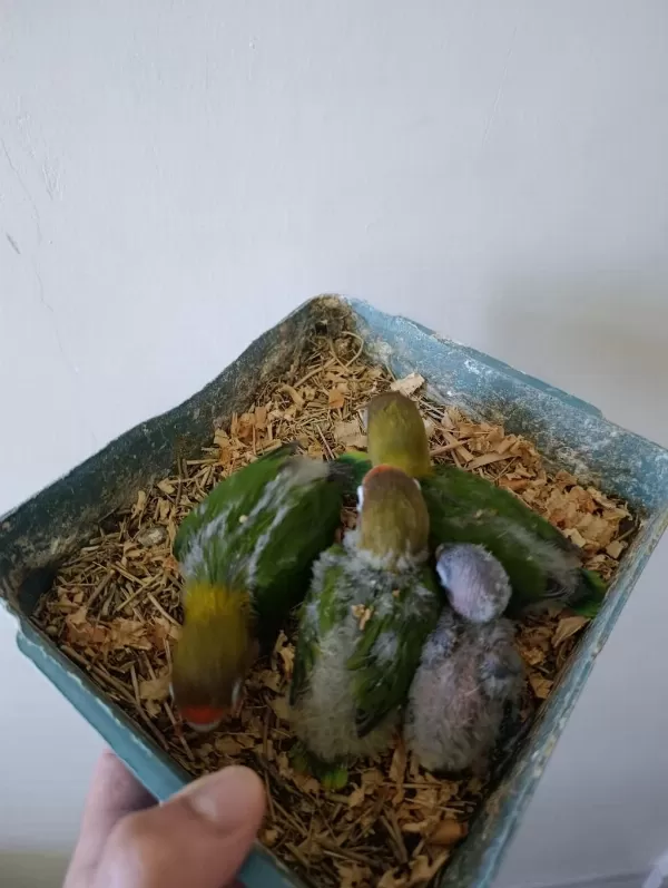 Bebek Cennet Papağanı