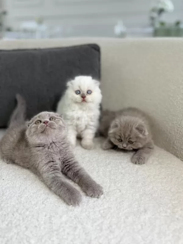 Show Class Scottish Fold Prensesler