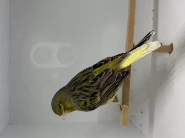 Sağlıklı Erkek Kanaryamız