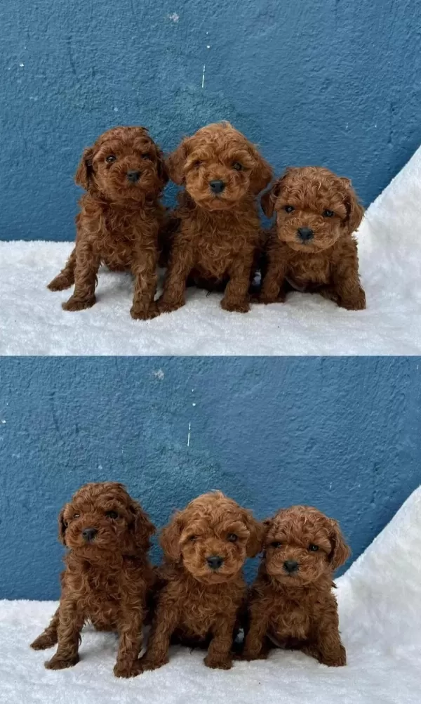 Ruhsatli Çiftlikten Toy Poodle Bebekler