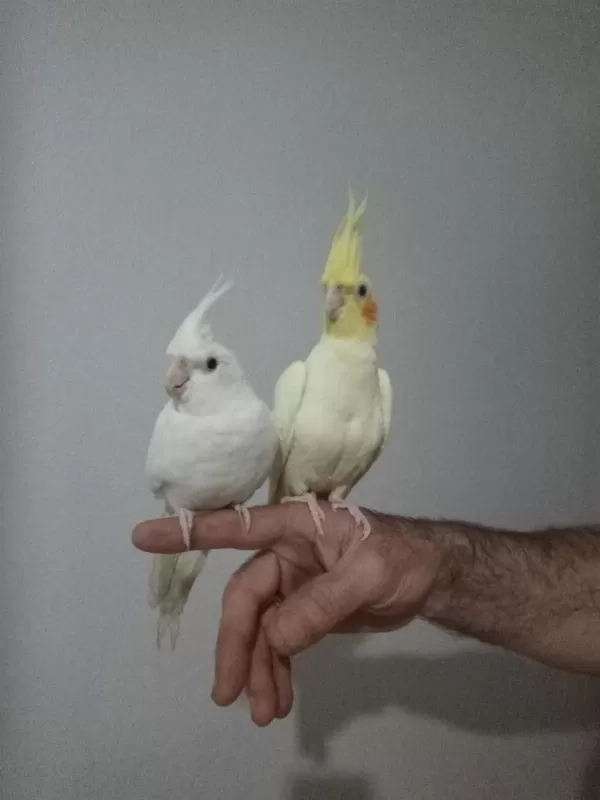 Evcil Sarı Ve Beyaz Sultan Papağanı Yavrular