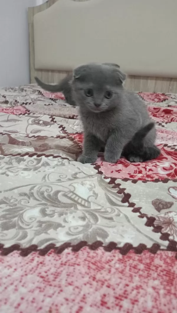 Sahibinden Scottish Fold 55 Günlük