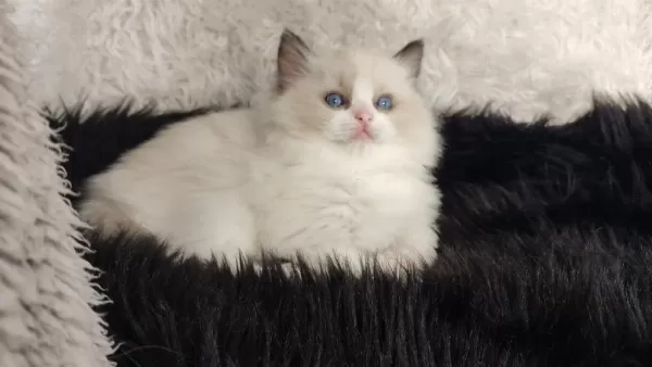 Safkan Ragdoll Yavrular