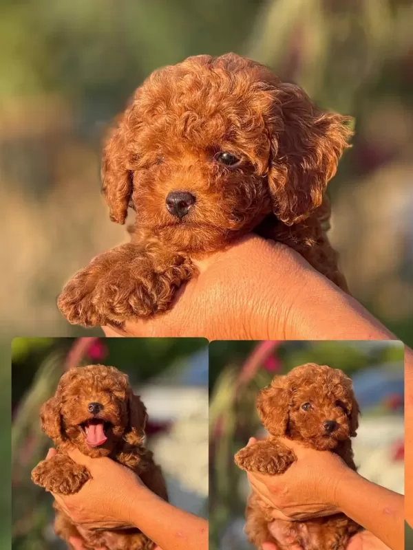 Teacup Korea Poodle Saglik Ve Kg Garantili Wc Egitimli