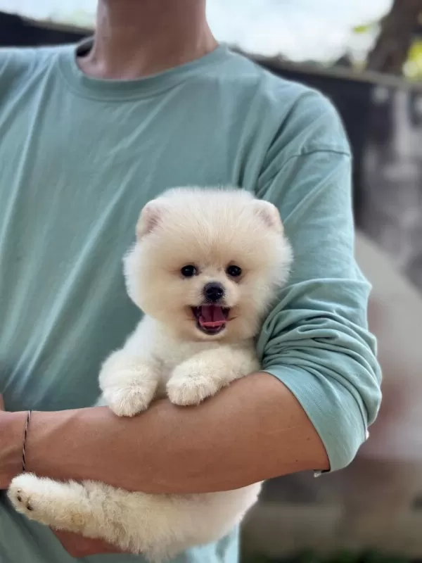 Harika Pomeranian Bebek