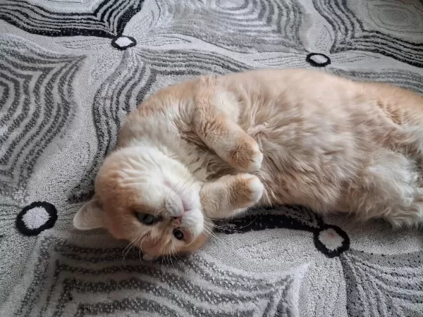 Premium Kalite Golden British Shorthair