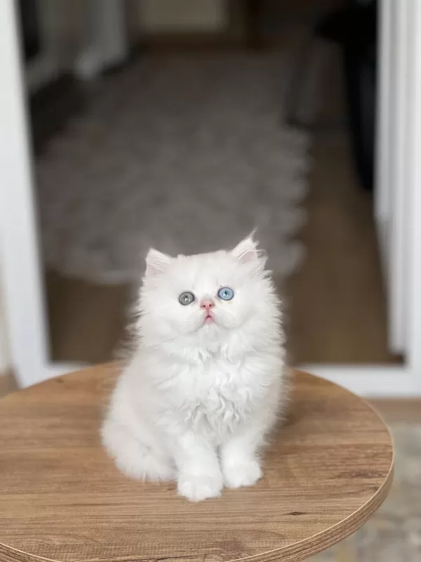 Renkli Göz British Longhair Efsane Güzellik