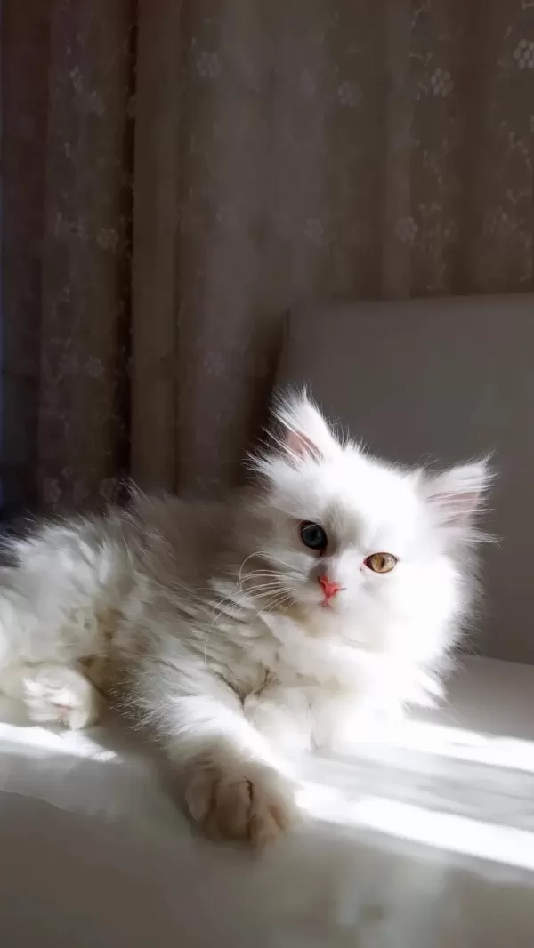 Çok Nadir Bulunan Yavru Kedimiz