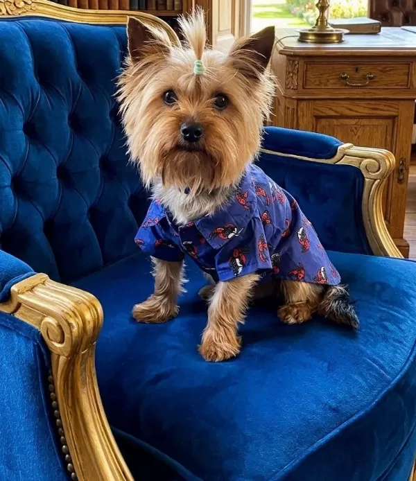 10 Aylık Erkek Küçük Boy Büyümeyen Köpeğimiz