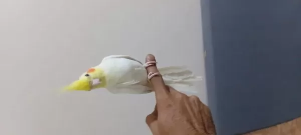 Harika Lutino Sultan Papağanı