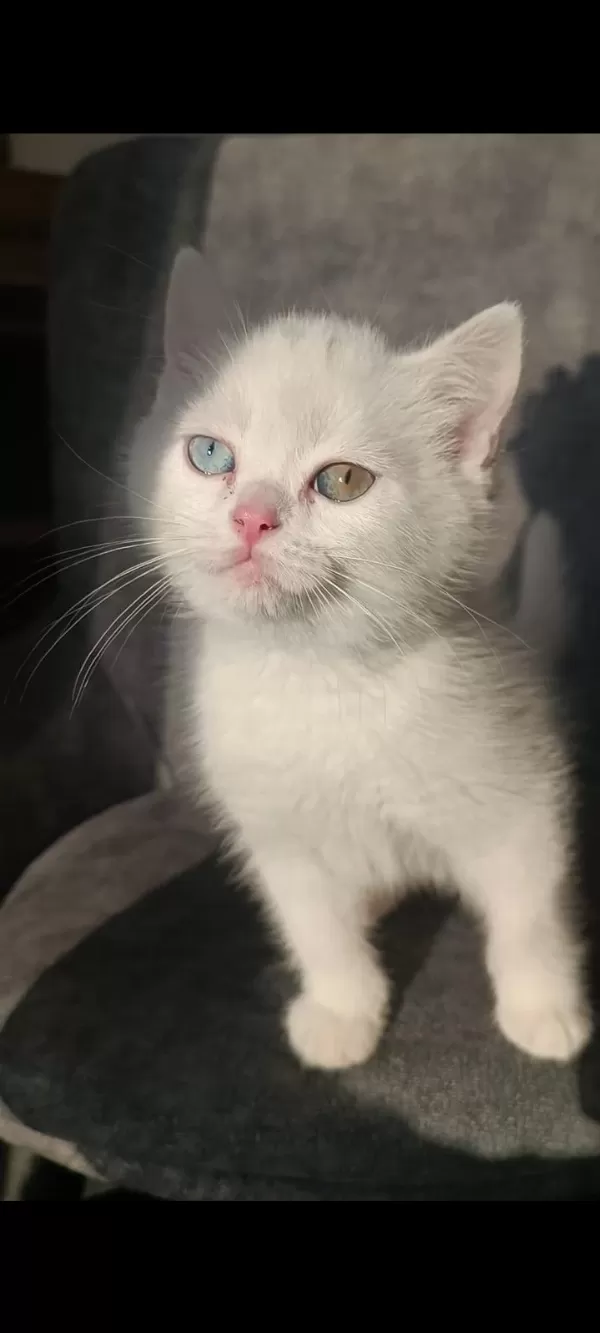 Pofuduk Tatlı Kral Kedimiz