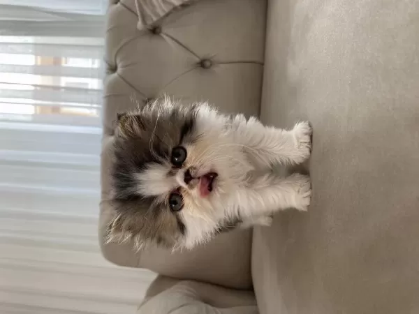 Harika Tatlı Kedimiz