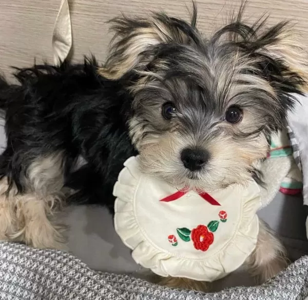 Ailenize Neşe Katacak Mini Yorkshire Terrier Dostlar
