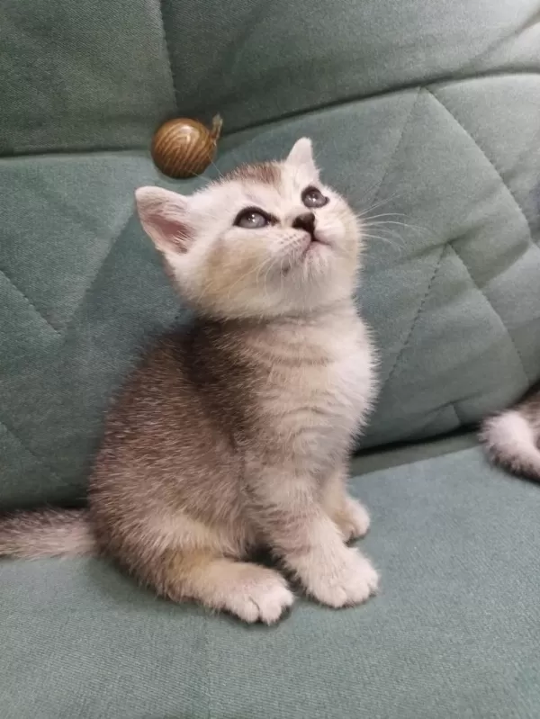 British Shorthair Silver Point Yavrular İki Aylık