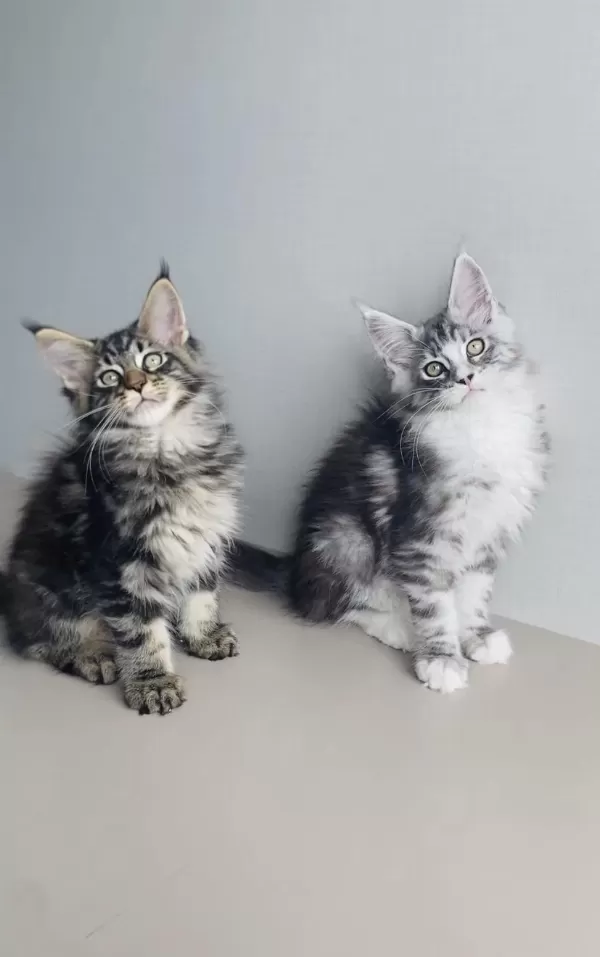 Değerini Bilene Özel Xxl Maine Coon Bebekleirm