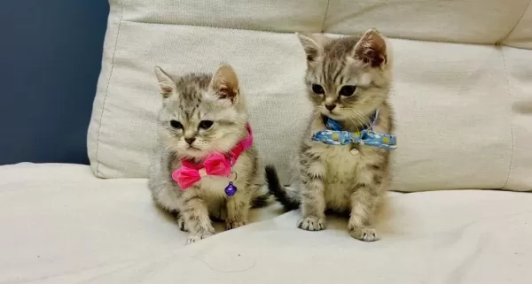 British Shorthair Yavru Kediler