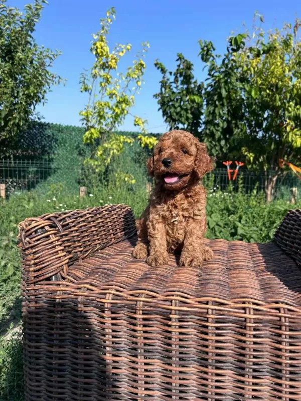 Safkan Mikrochipli Hipoalerjenik Red Toy Poodle