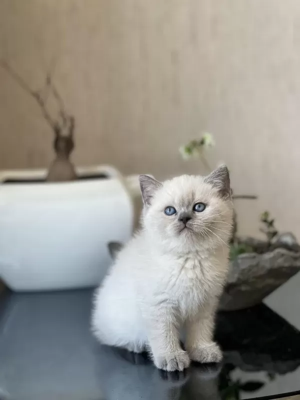Blue Point Oyuncu British Shorthair Yavrum
