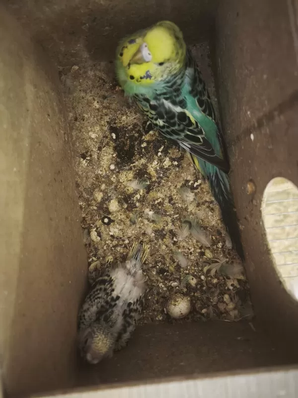 Yavru Bebek Anne Baba Muhabbet Kuşlar