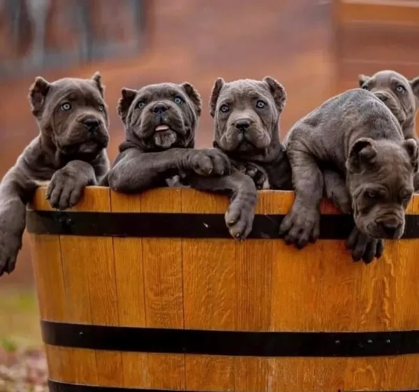 A Scrli Anne Babadan Cane Corso Yavrular Kapıda Ödeme
