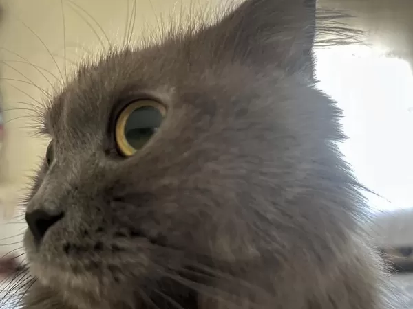 Ücretsiz Cins British Longhair