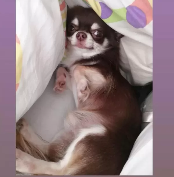 Eğitimli Şecereli Yetişkin Chihuahualar
