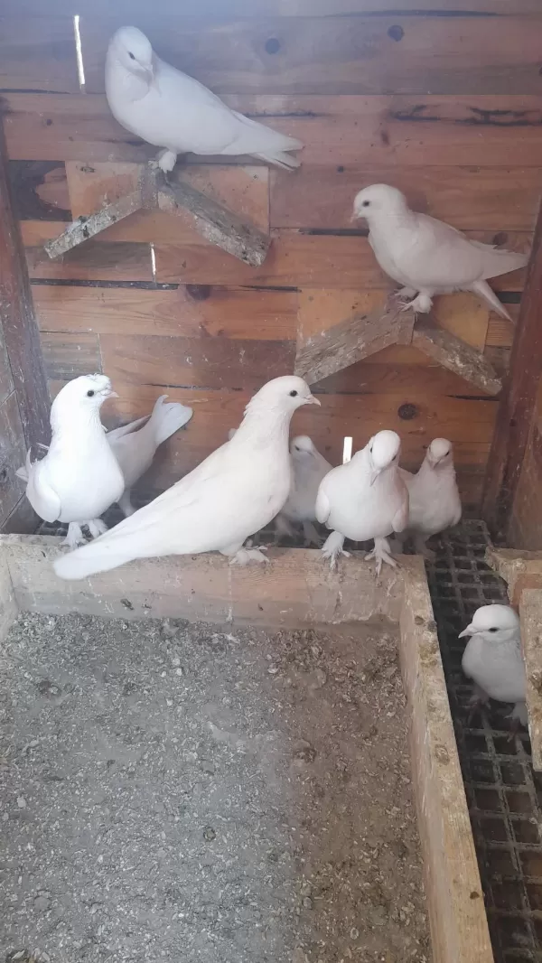 Bir Kümes Beyaz Güvercinler 81 İle Gönderim Olur