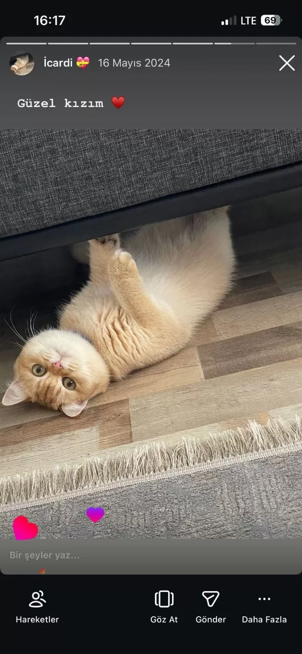 Golden By11 British Shorthair