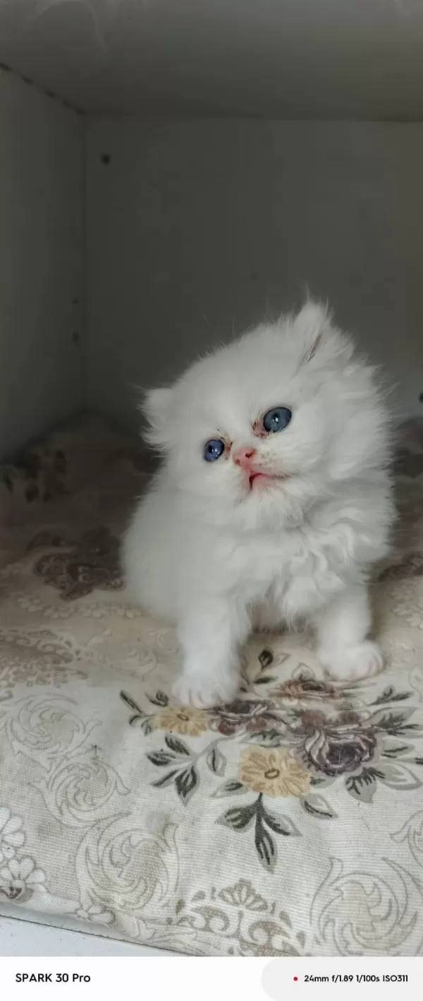 Minnoş Bebek Kediler