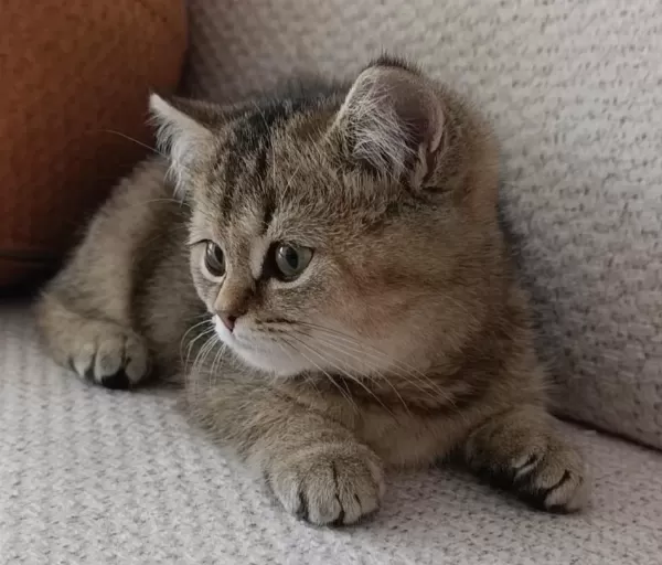 Yakışıklı Yavru British Shorthair