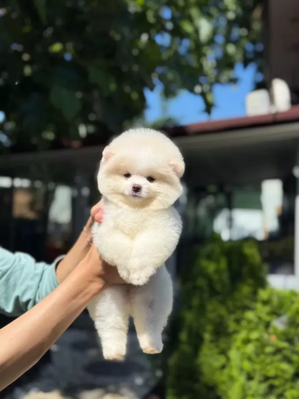 Dişi Ve Erkek Pomeranian Boo Yavrularımız