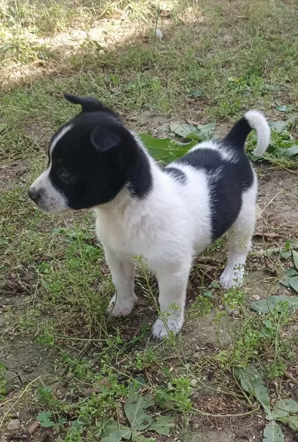 Harika Süs Köpeğimiz