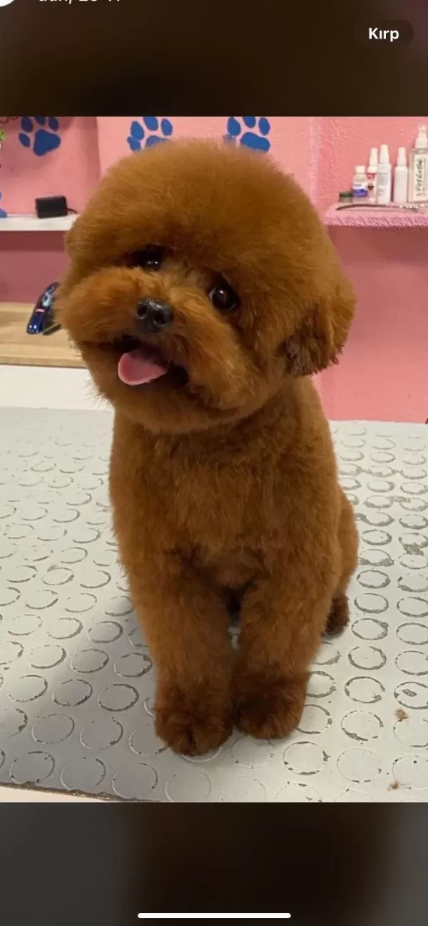 Orjinal Toy Poodle Minyatür Yavrular